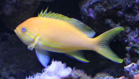  Pseudanthias pleurotaenia (Square Shoulder Anthias)